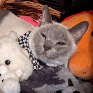 Meet your Posher, Vesper